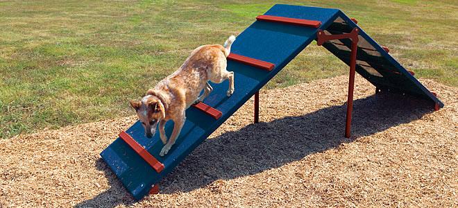 Dog descending a blue and red King of the Hill agility ramp with slip-resistant thermoplastic coating on wood chip ground