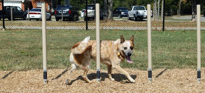 Powder-coated steel dog agility weave posts with flexible rubber stoppers, outdoor training equipment with a dog weaving through