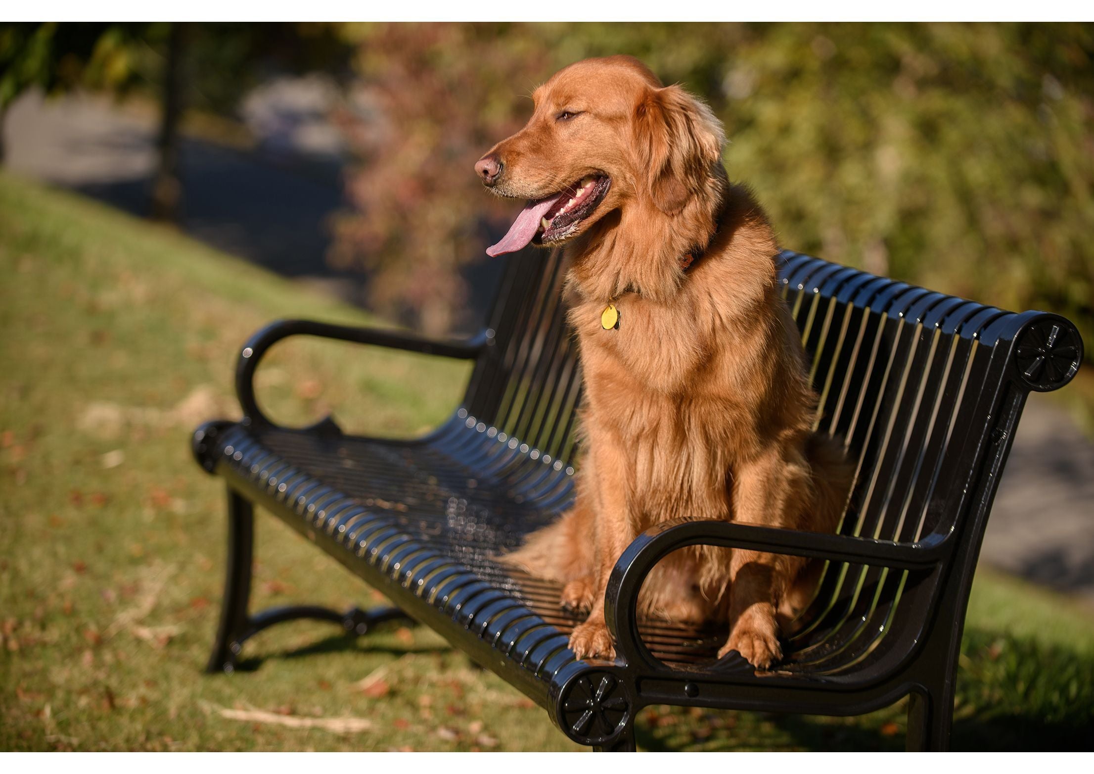 Golden retriever sitting on black steel contour bench with ornate aluminum cast frame in grassy outdoor park setting