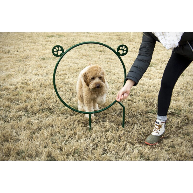 Small fluffy dog stepping through a green agility hoop jump with paw print accents on dry grass, guided by a person.