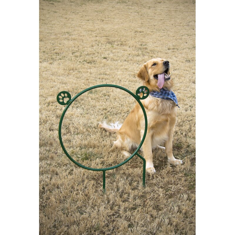 Golden retriever with blue bandana beside green circular dog agility hoop jump with paw print accents on dry grass