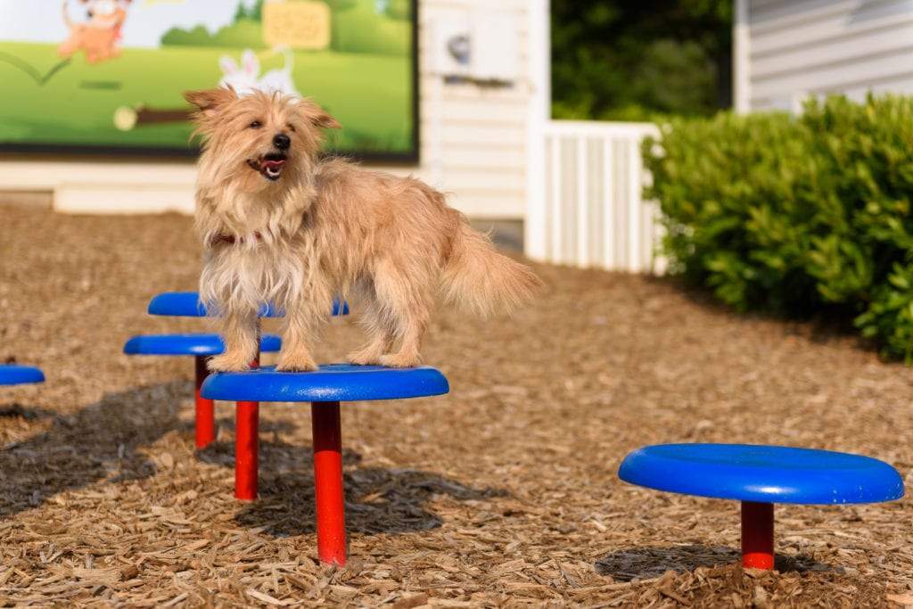 Small fluffy dog balancing on colorful slip-resistant stepping pods in an outdoor agility park with wood chip ground cover