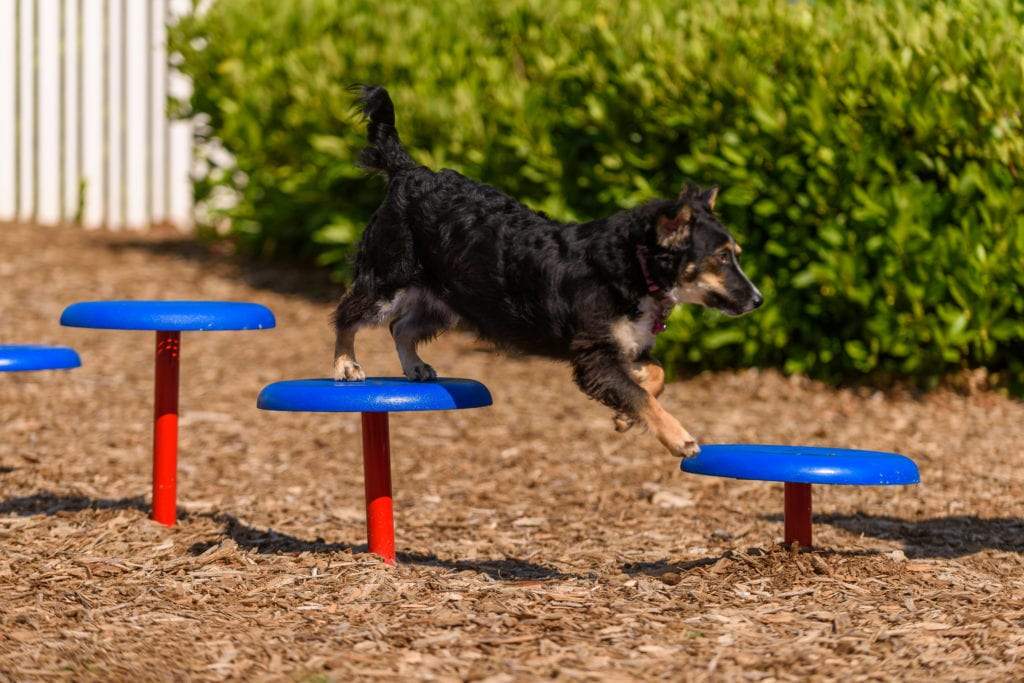Black and tan dog jumping across blue and red elevated stepping pods with slip-resistant surfaces on wood chip ground in outdoor dog park