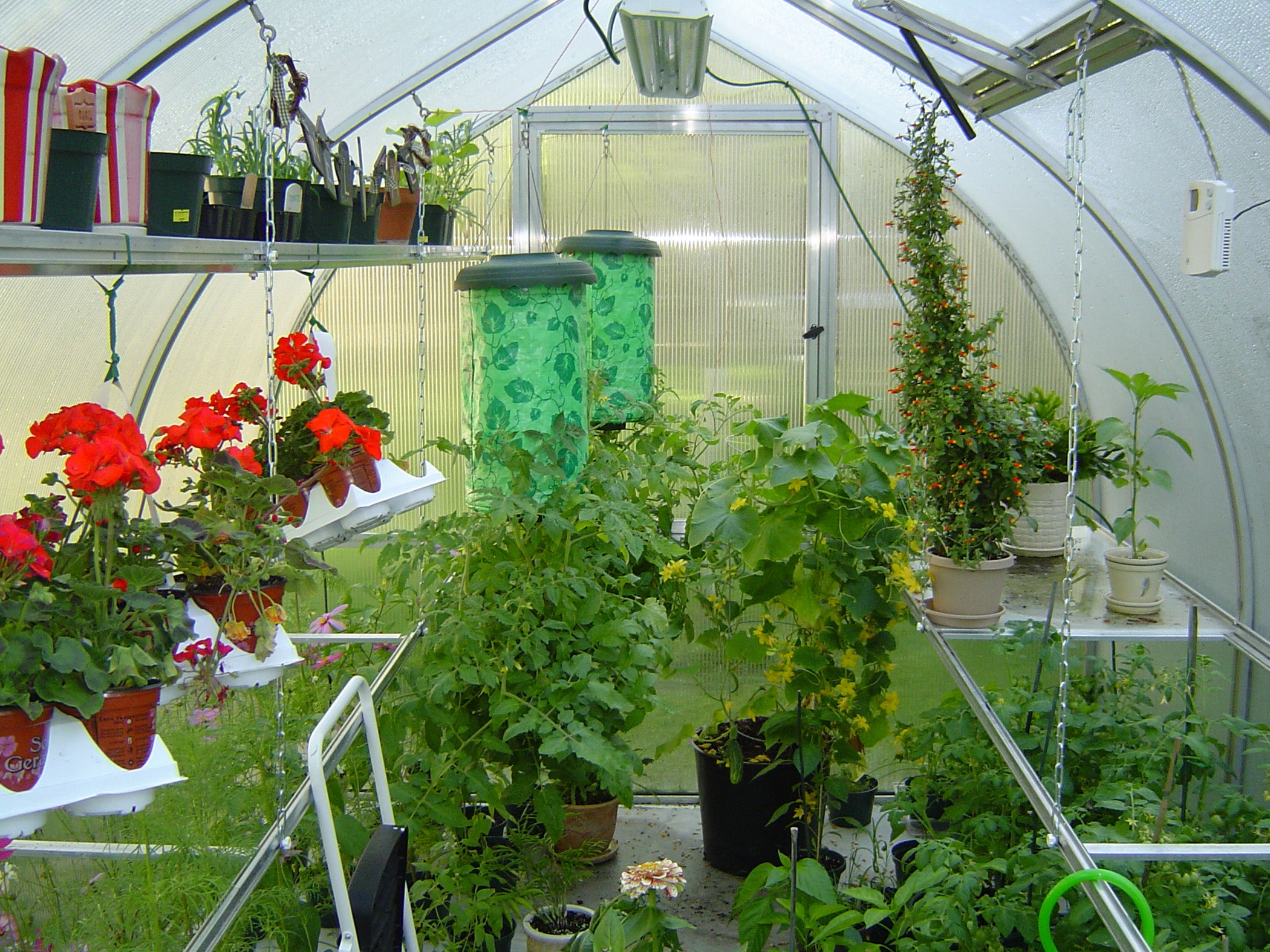 Polycarbonate greenhouse interior with potted plants, hanging planters, ventilation windows, and a barn-style door.