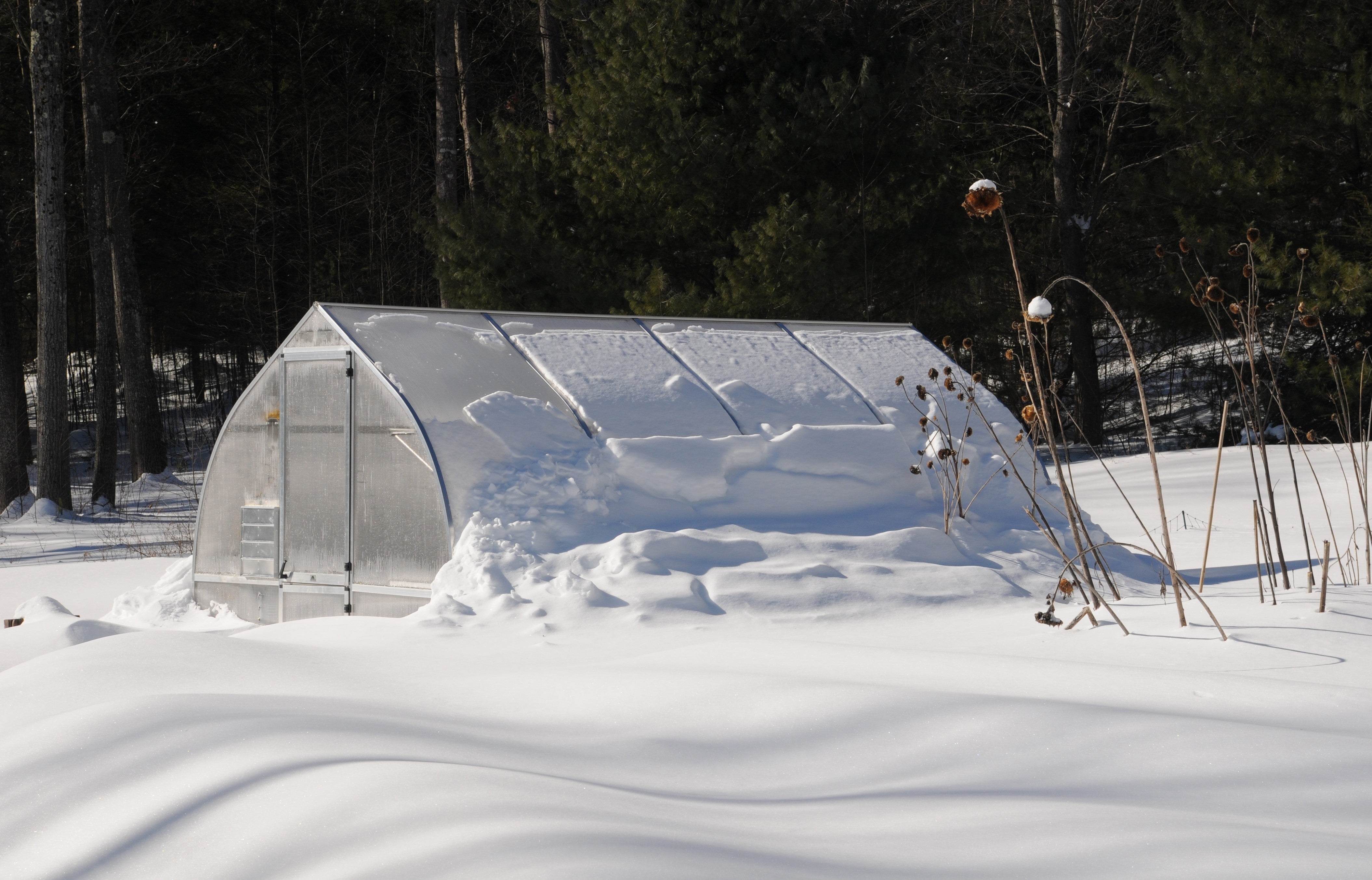 Snow-covered polycarbonate greenhouse with curved roof, barn-style door, roof and rear wall windows, surrounded by winter plants and trees