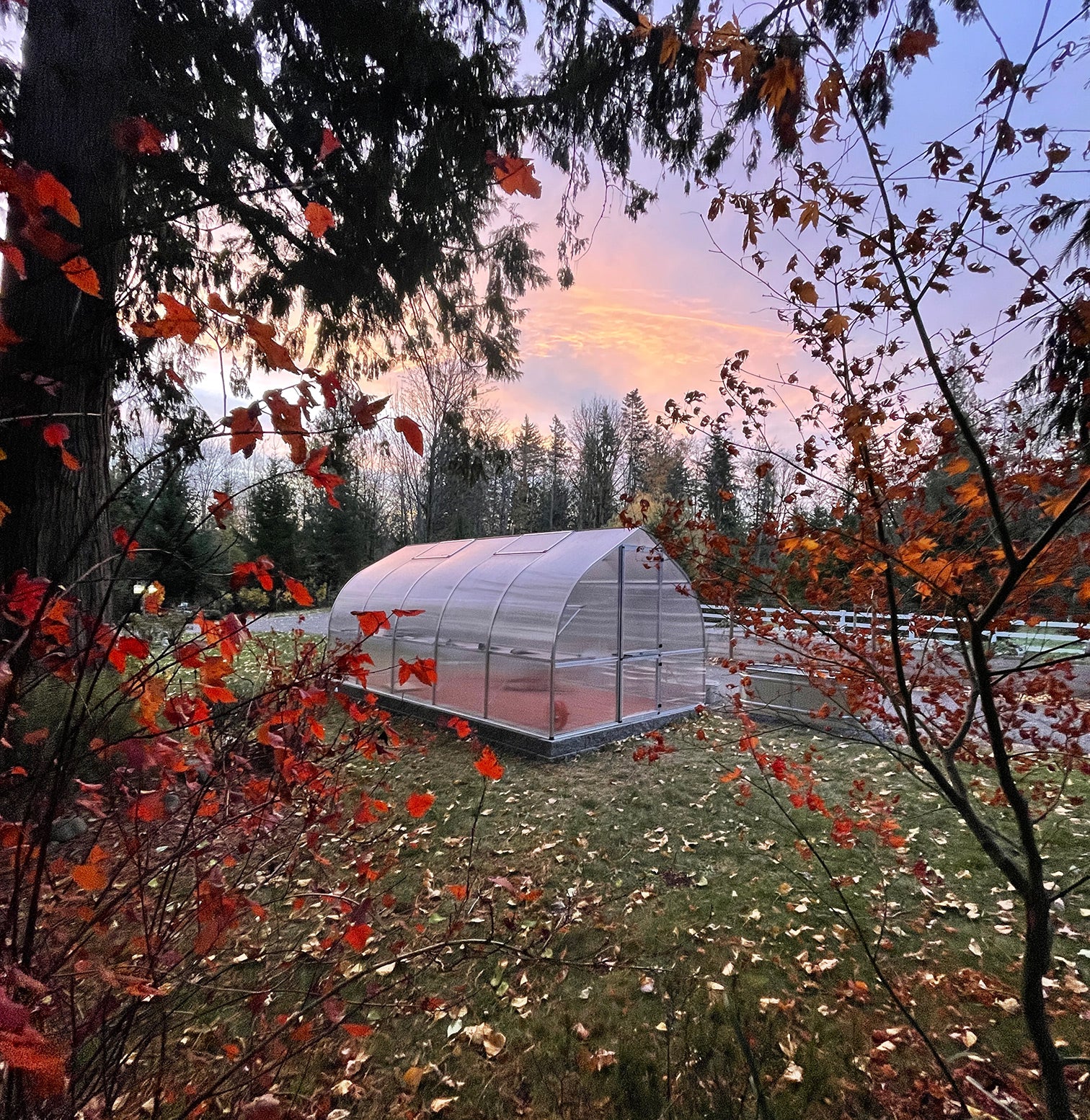 Transparent polycarbonate greenhouse with curved roof, automatic roof vents, barn-style door, surrounded by autumn foliage at sunset
