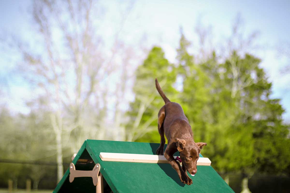Brown dog descending green inclined dog agility ramp with slip-resistant safety strips in outdoor park setting