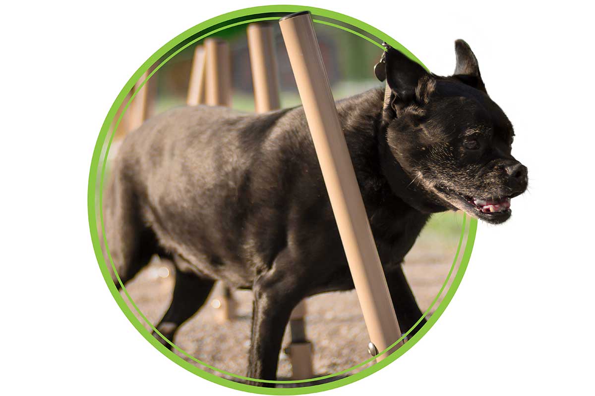 Black dog weaving through six tan powder-coated steel posts with flexible rubber stoppers in outdoor dog exercise equipment