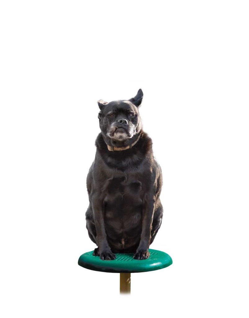 Black dog on a green elevated dog exercise pod with textured, slip-resistant surface for agility and balance training