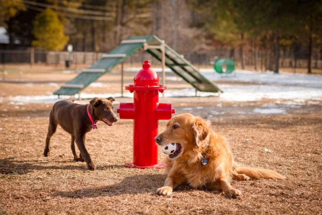 Red steel fire hydrant in dog park with two dogs, one holding a ball, agility ramp and tunnel nearby
