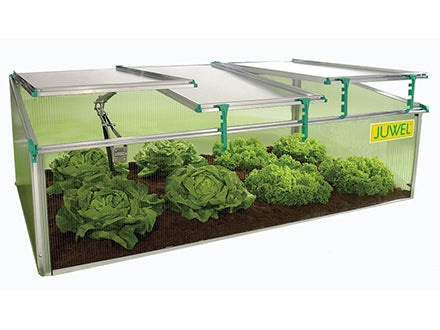Rectangular cold frame greenhouse with three adjustable roof windows, UV-resistant polycarbonate panels, housing leafy green vegetables in soil.