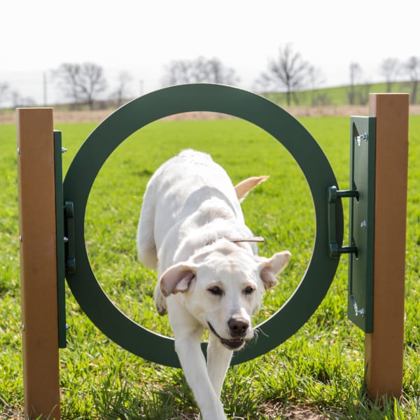 Light-colored dog jumping through dark green adjustable recycled plastic ring jump with brown posts on grass field