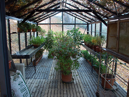 Classic Victorian-style greenhouse interior with potted plants on wooden slat flooring and metal shelving, showcasing elegant glass and aluminum structure.