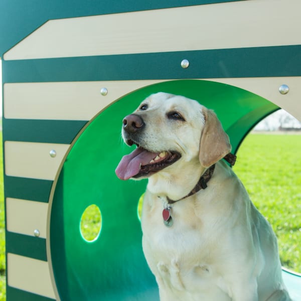 Recycled Crawl Tunnel with Dog House